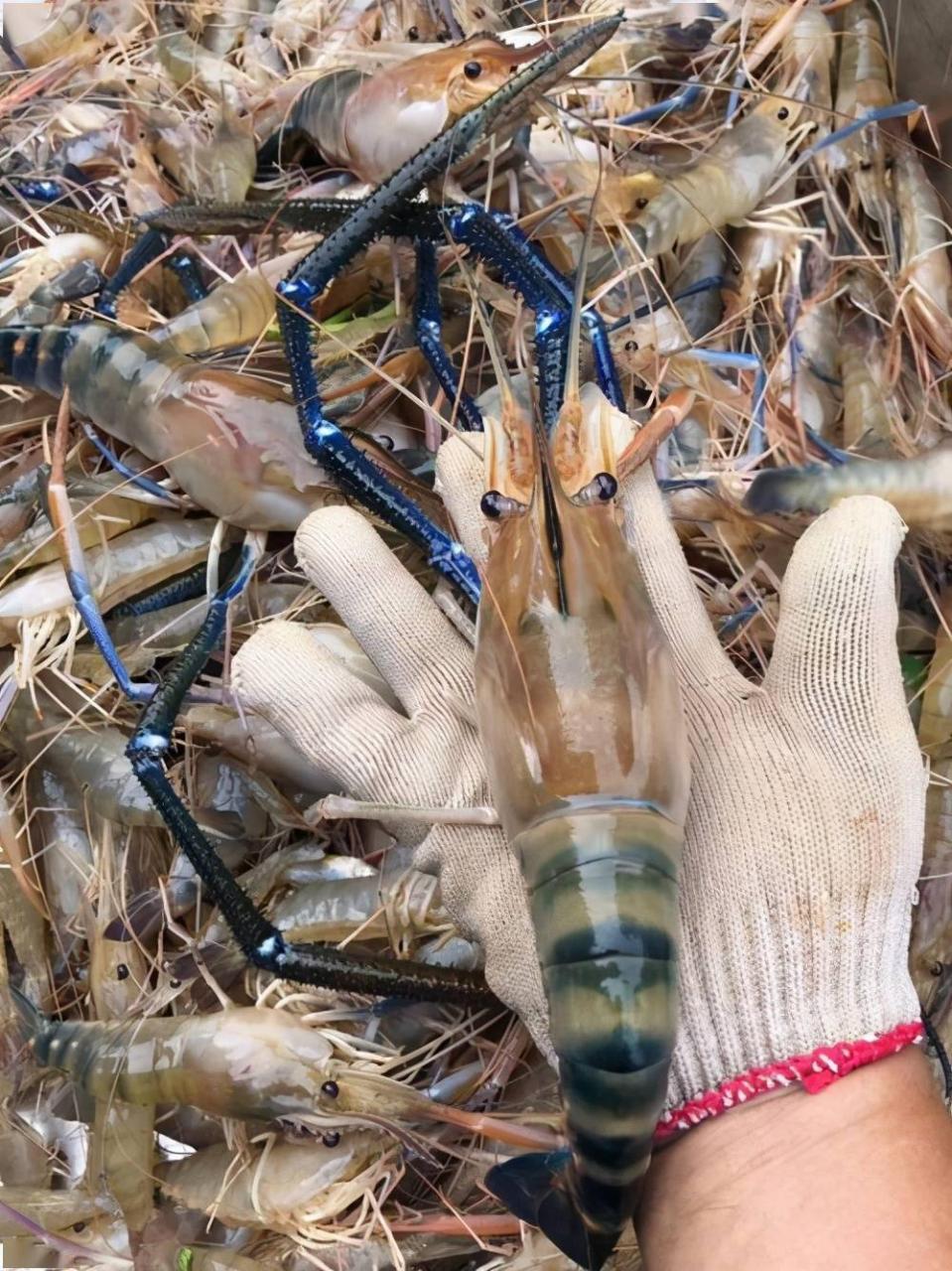 我们平时吃的大沼虾竟然可以全程大棚养殖了