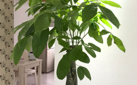 发财树的养殖方法和浇水,发财树的正确养法